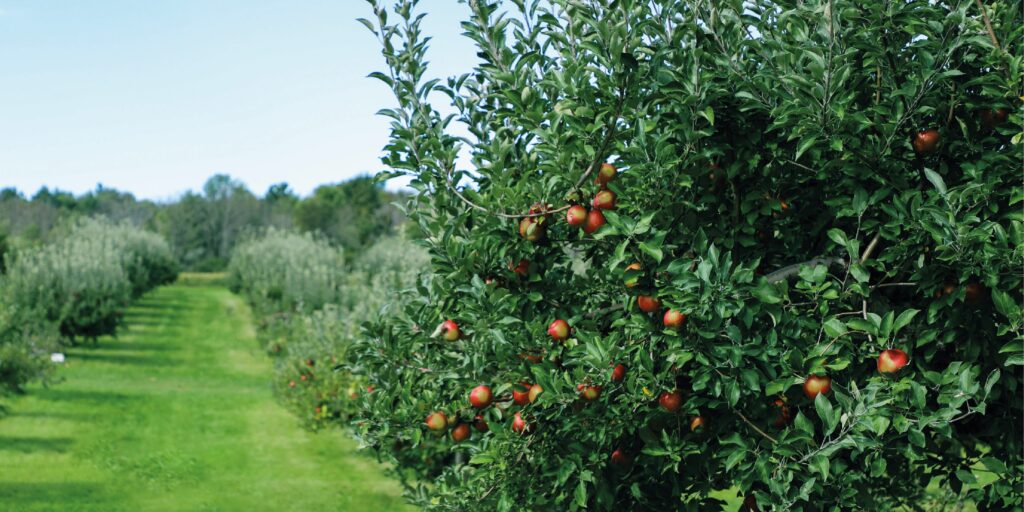 Sweetango Brand Identity