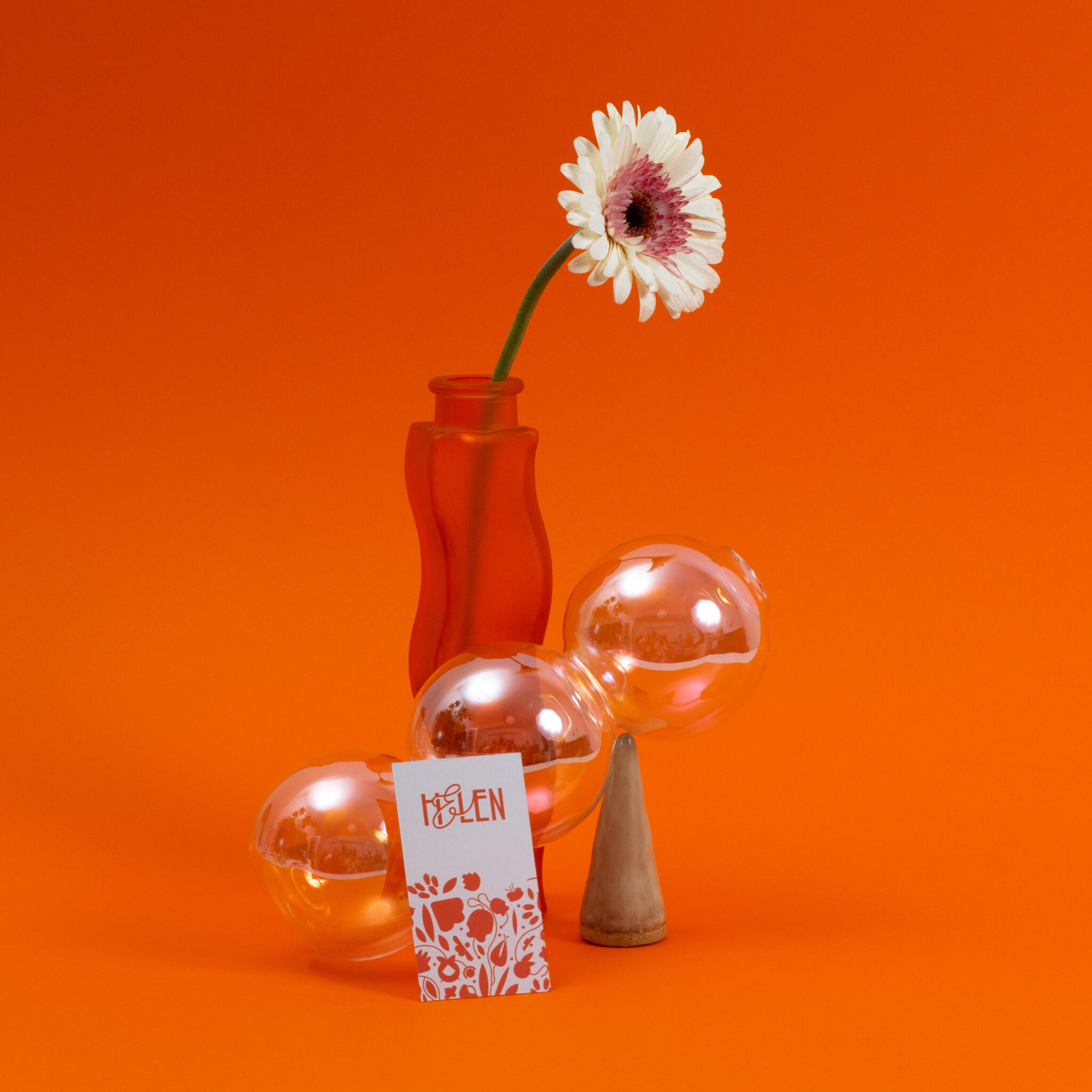 Helen flower bulbs