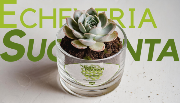 Magic Present: Cactus and Succulent GLASS POT