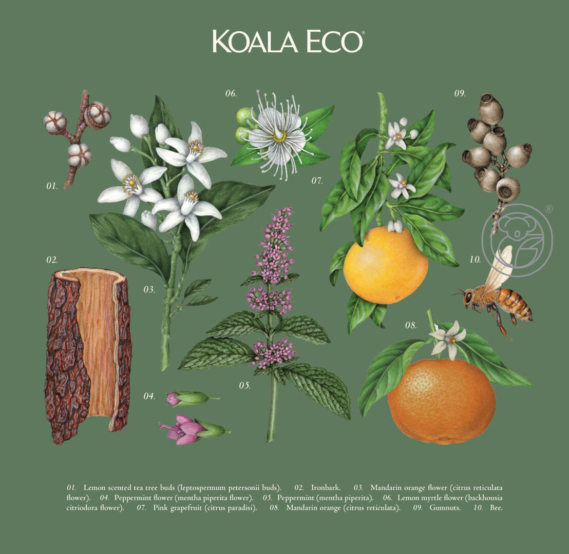 Eucalyptus botanical illustration used for Koala Eco packaging.